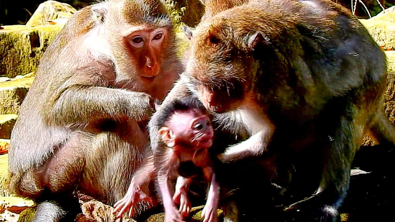 Mom Jazzy is smart rush get baby Jiva from Loni because she want to carry her lovely.