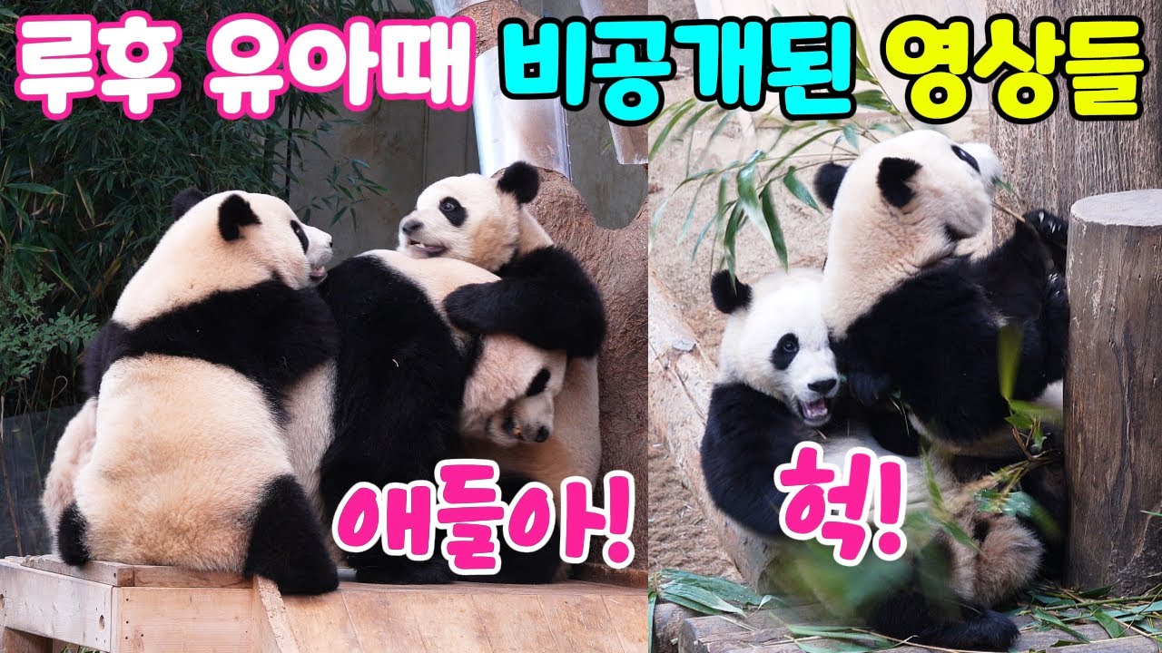 루이바오와 후이바오 유치원 시절 때 추억의 비공개 영상 모음 l 엄마 아이바오와 너무 행복한 순간들 l 영어 자막 포함 [ENG] l Panda World