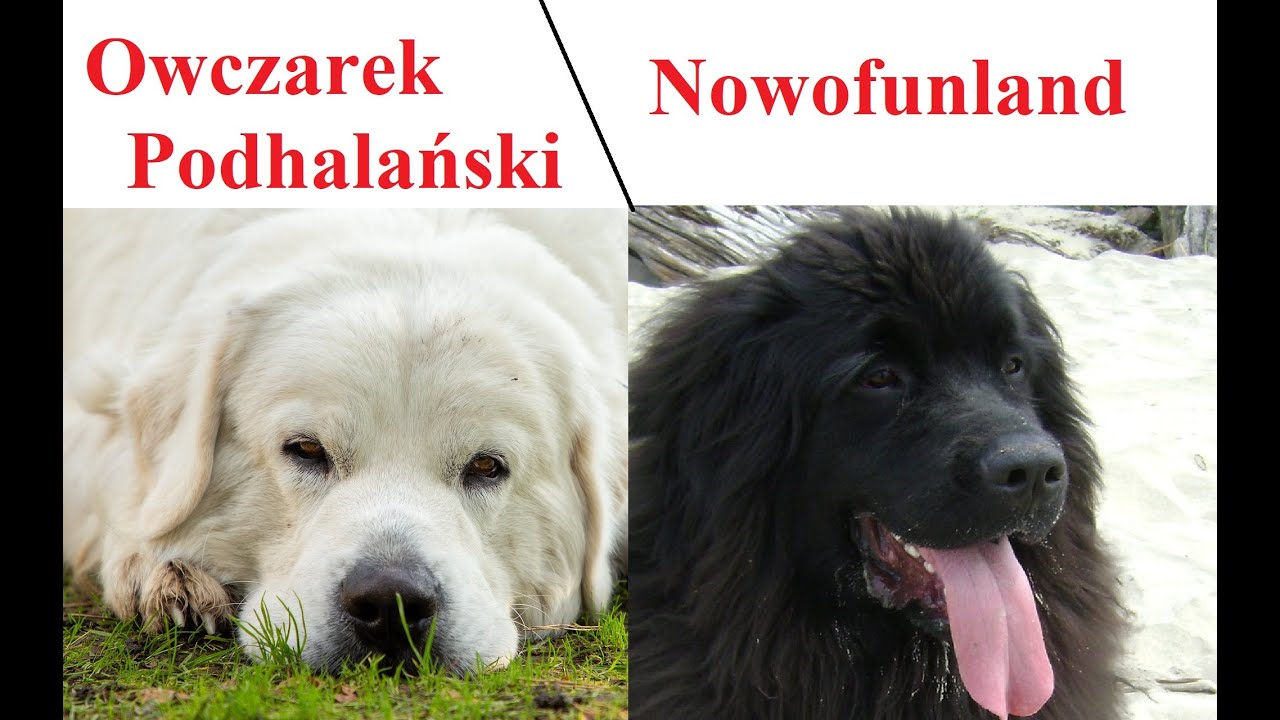 Owczarek Podhalański a Nowofunland - PORÓWNANIE