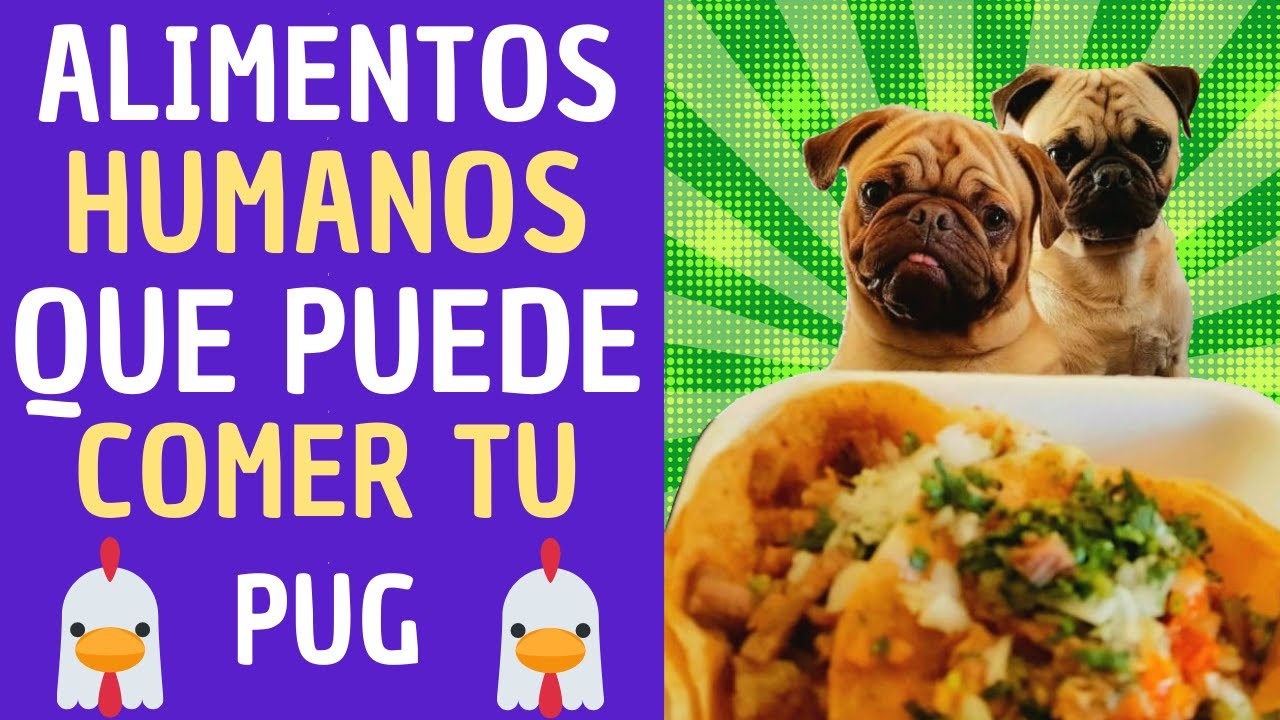 💖✅💥7 Alimentos Humanos que PUEDE comer tu perro PUG Carlino 😍😍😍