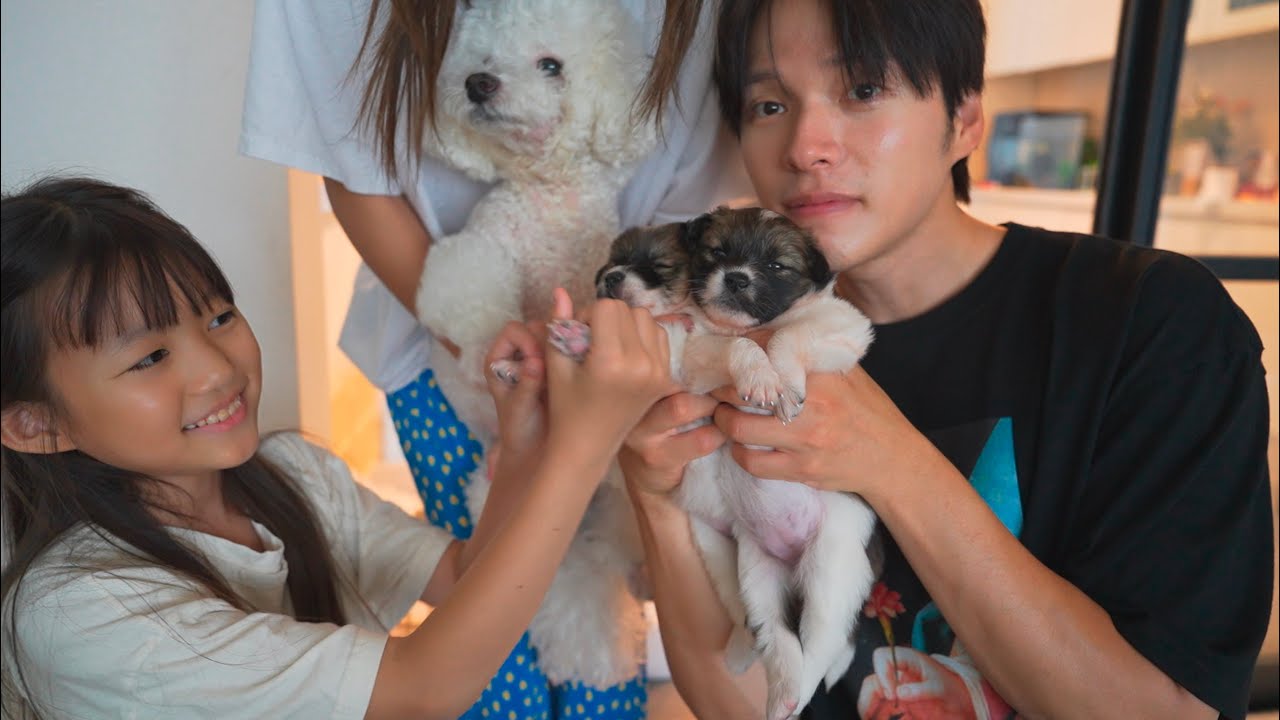 집에 새끼 강아지 두 마리가 찾아왔어요🐶