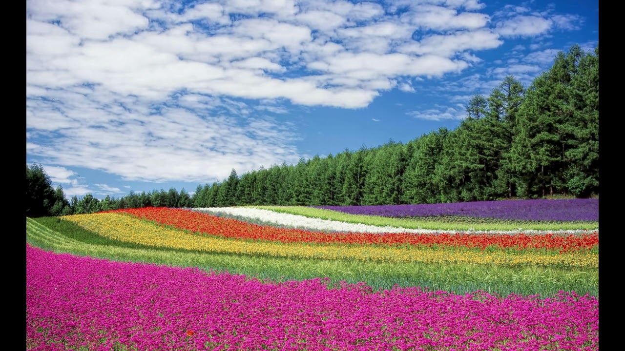 ACROSS THE FLORAL FRONTIER
