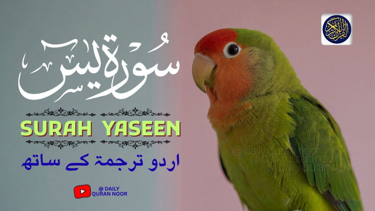 Surah Ya-sin (Yaseen) With Urdu Translation | Quran Tilawat Beautiful Voice | Daily Quran Noor 