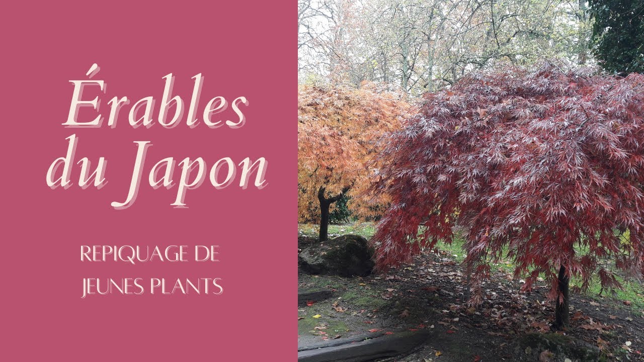 Repiquage de jeunes plants d'érables du Japon - Monjardindansleslandes