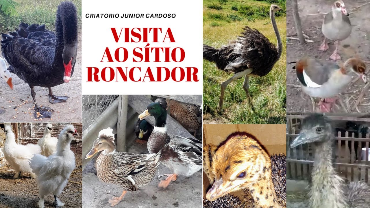 Visita ao Sítio Roncador em Vitória de Santo Antão - Ganso, Cisne, Emu, Avestruz, Marrecos e Ovelhas