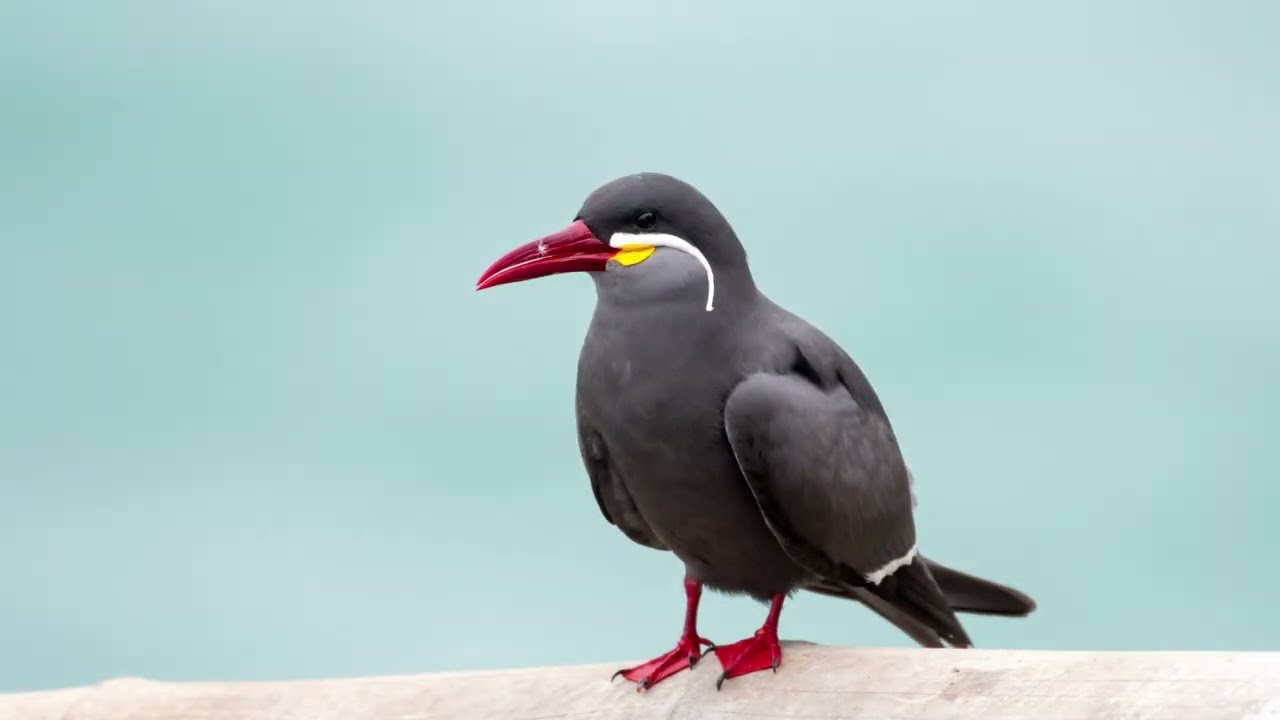 Inca Tern (Larosterna inca)