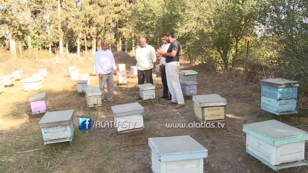 الجزائر : الأخضر الدائم، تربية النحل و إنتاج العسل