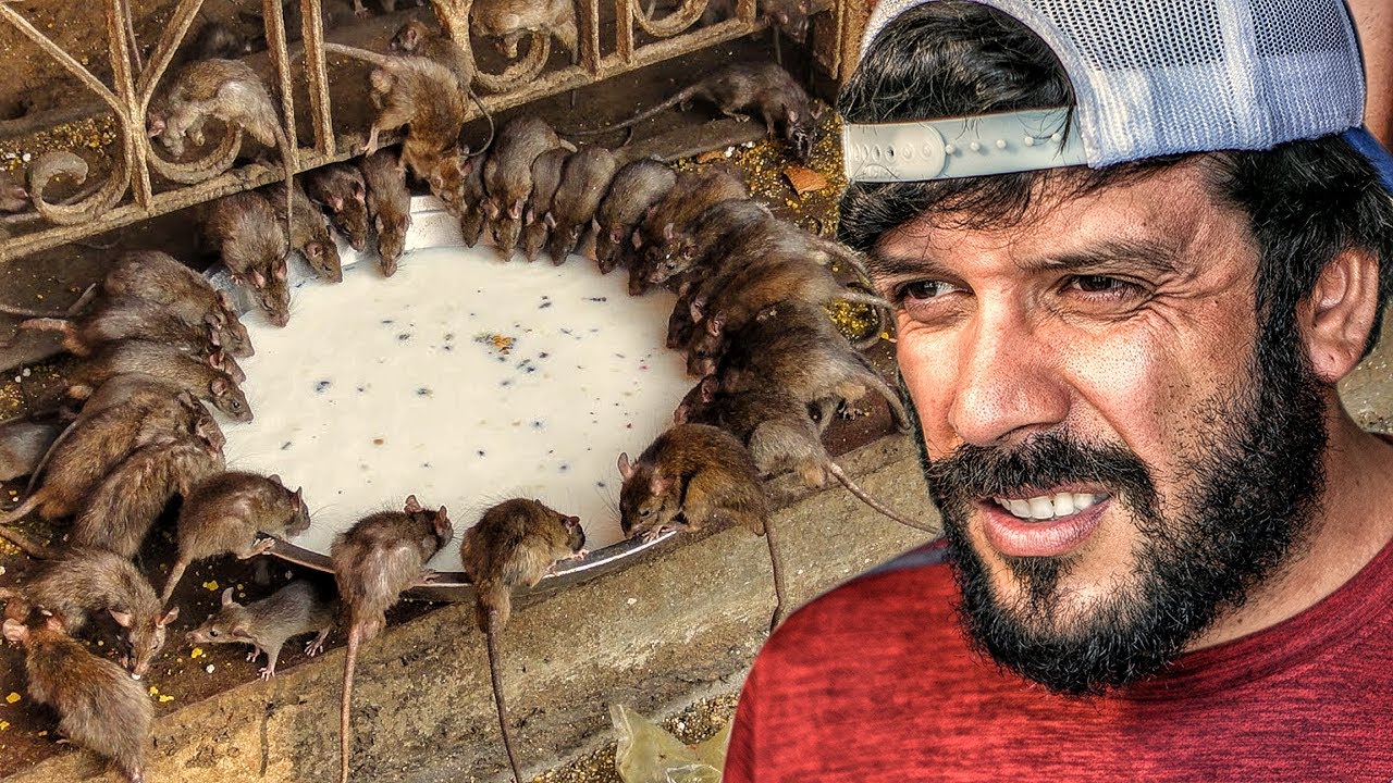 Visitando o TEMPLO DOS RATOS na INDIA (2014) 🇮🇳 🐀