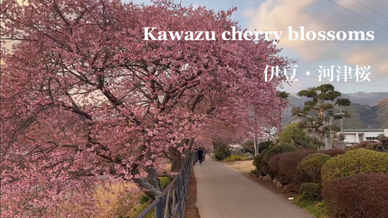 【 伊豆・河津町🌸 】河津桜まつりThe Kawazu Cherry Blossom Festiva、散歩🇯🇵🌸