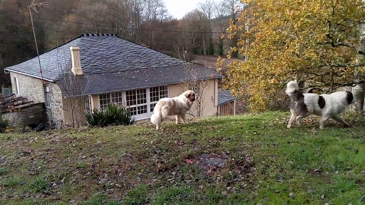 Mastines del Pirineo Vs Mastines roba-gallinas