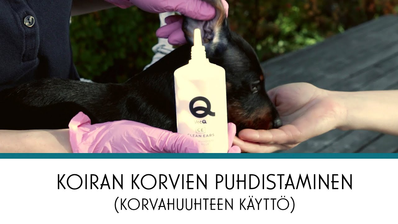 Vetsy | Koiran korvien puhdistaminen (korvahuuhteen käyttö)