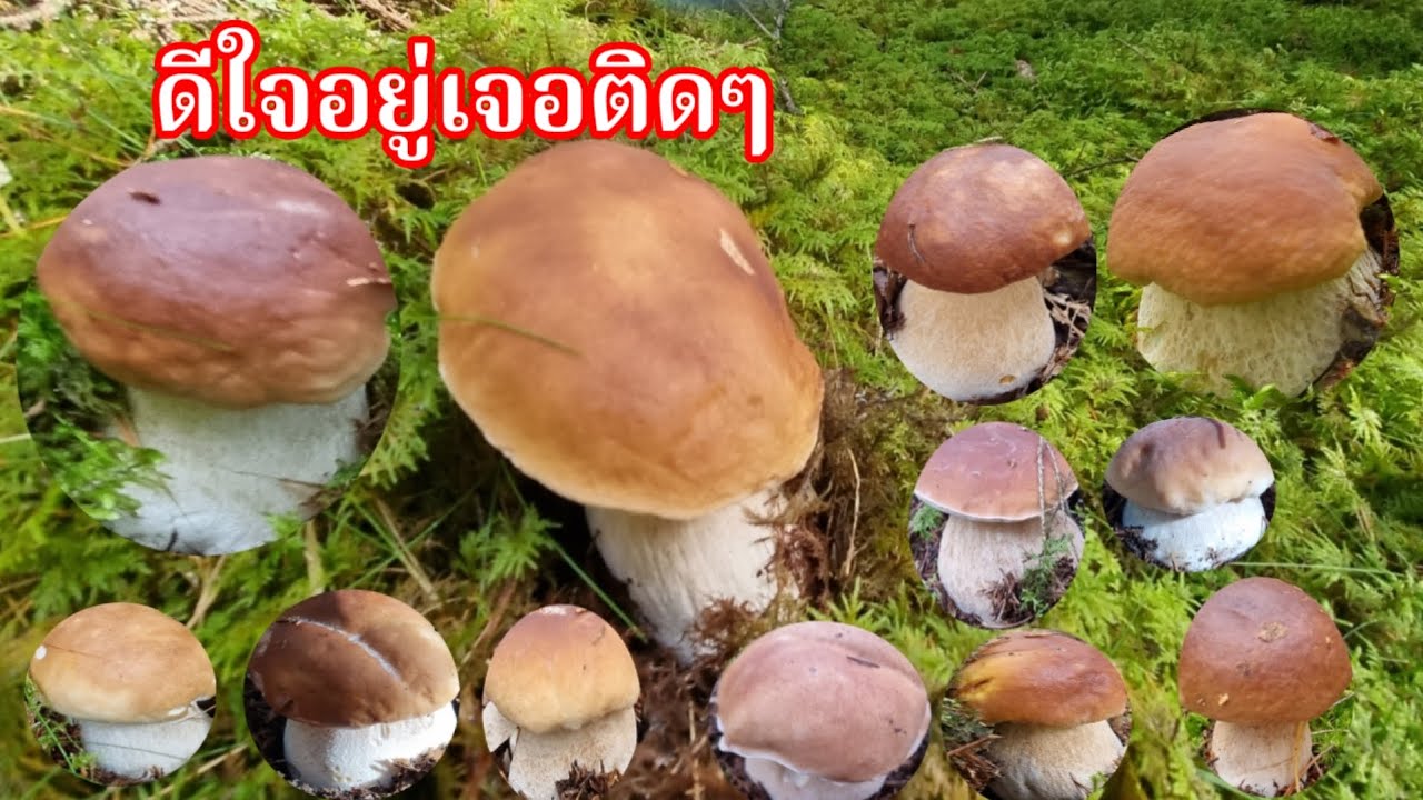เก็บเห็ดผึ้งหวานเจอติดๆเป็นกลุ่ม