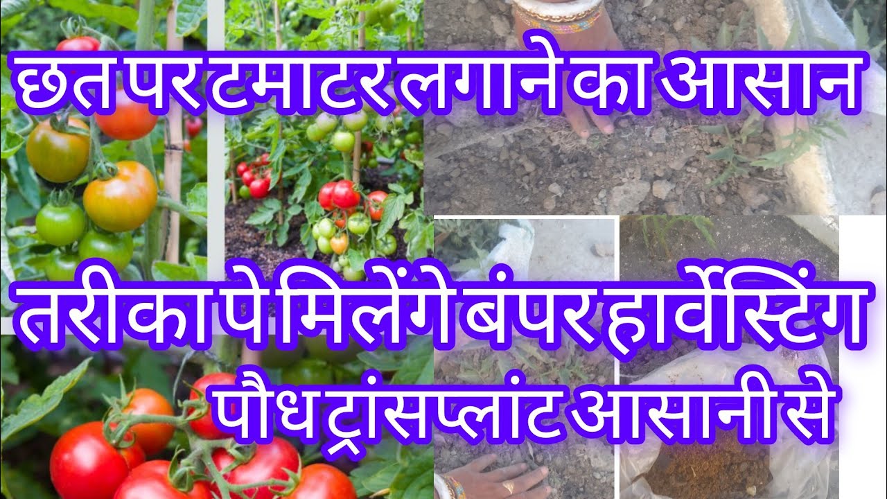 छत पर टमाटर लगाने का आसान तरीका इस तरीके से पौधा ट्रांसप्लांट करें मिलेंगे बंपर हार्वेस्टिंग#garden