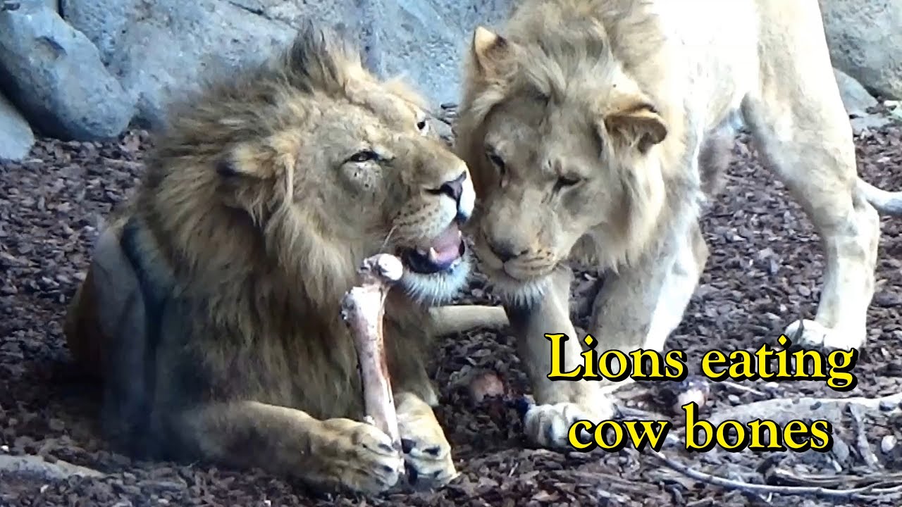 Lincoln Park Zoo African Lions Enrichment Feeding with cow bones 🦁  Cubs & Adults 4/13/2025 Chicago