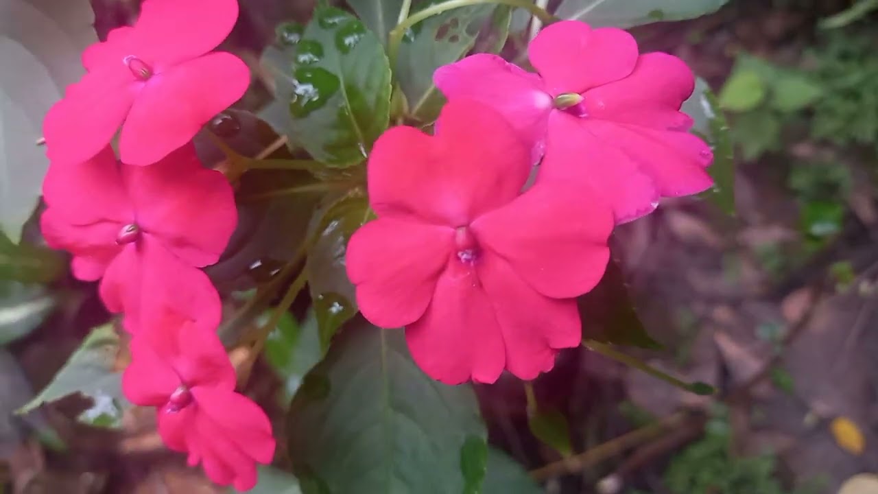 rose colour flower