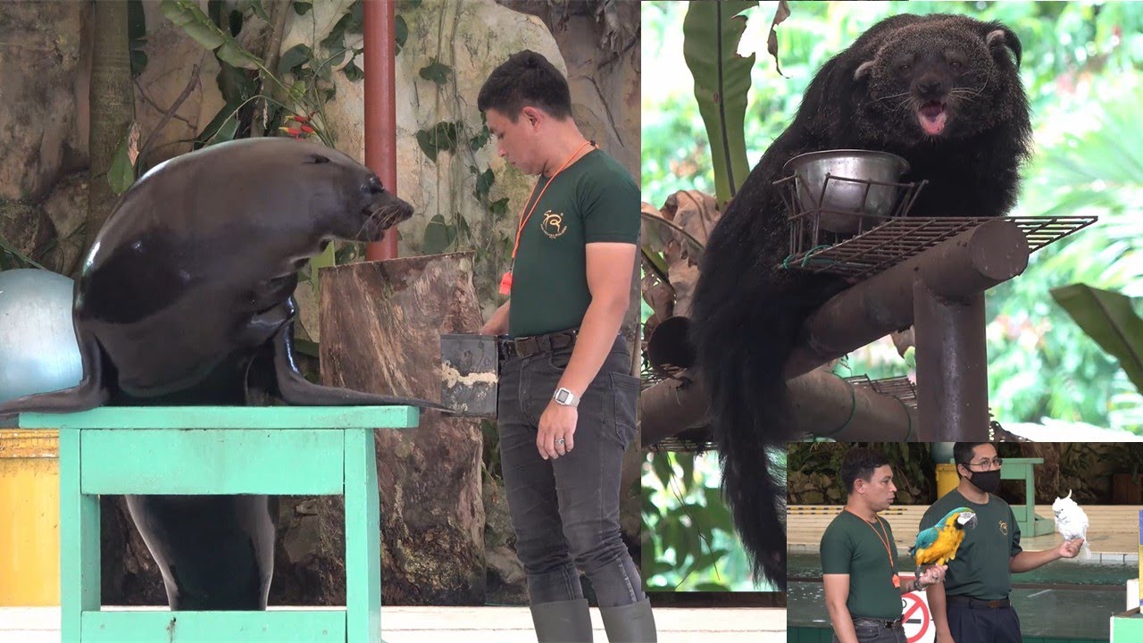 Zoo Negara Malaysia - Multi-animal Show