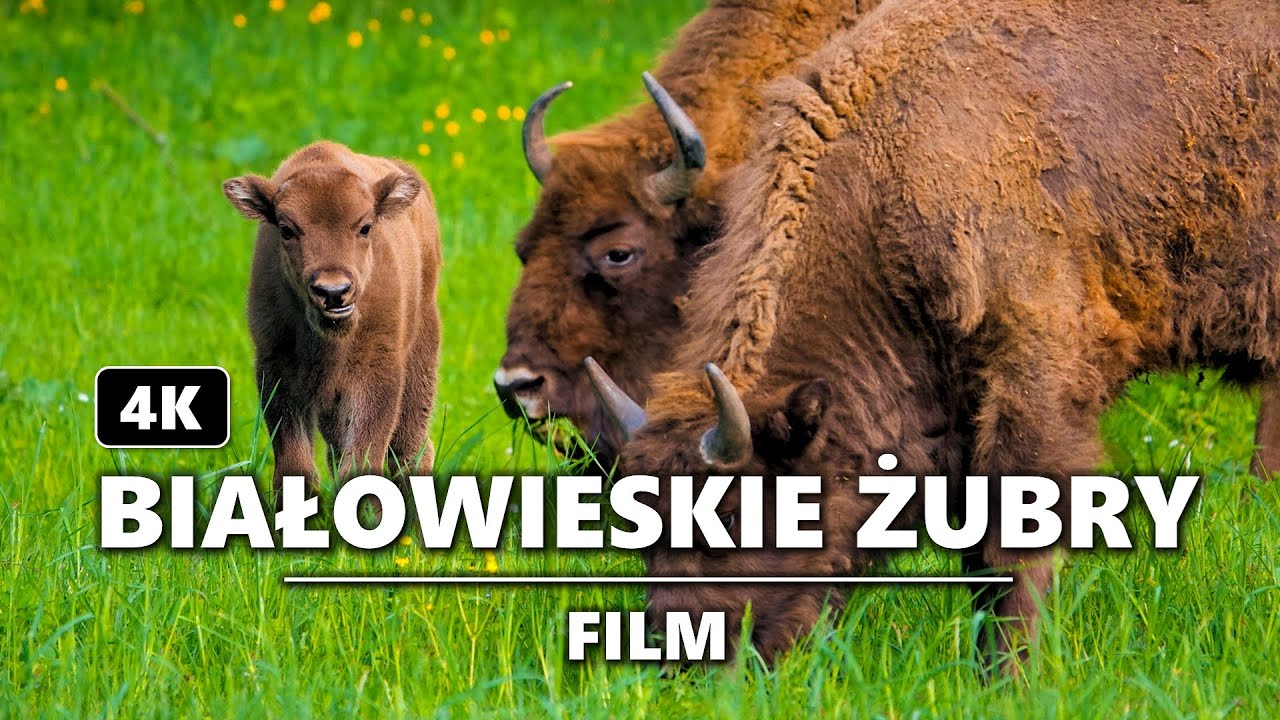 Białowieskie żubry w 4K