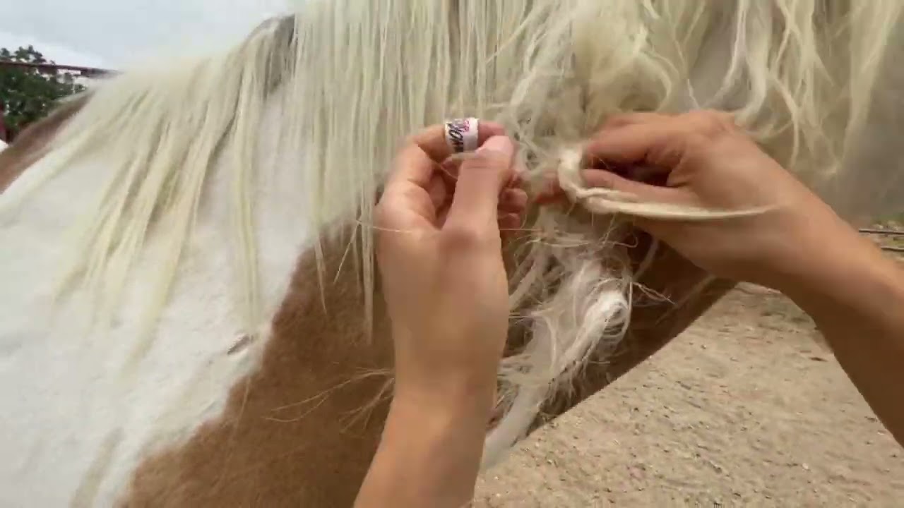 UNTANGLED | Detangling a GORDIAN KNOT style horse mane | Painstaking and Challenging process.