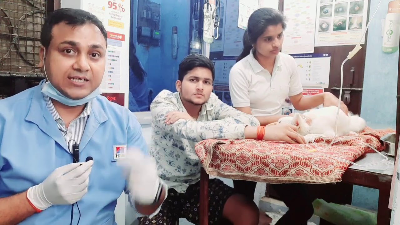 Puppy Recovered from Parvo Virus. Live Video