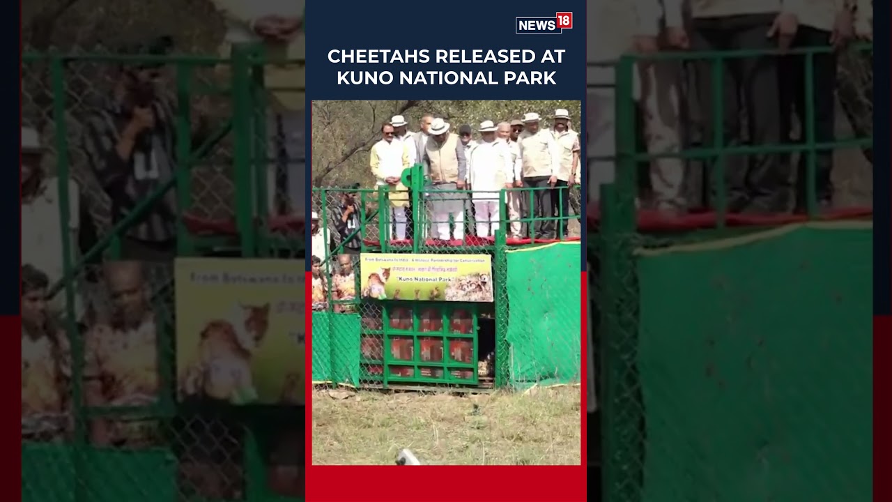 Bhupendra Yadav Releases Botswana Cheetahs At Kuno National Park Under Wildlife Revival Plan