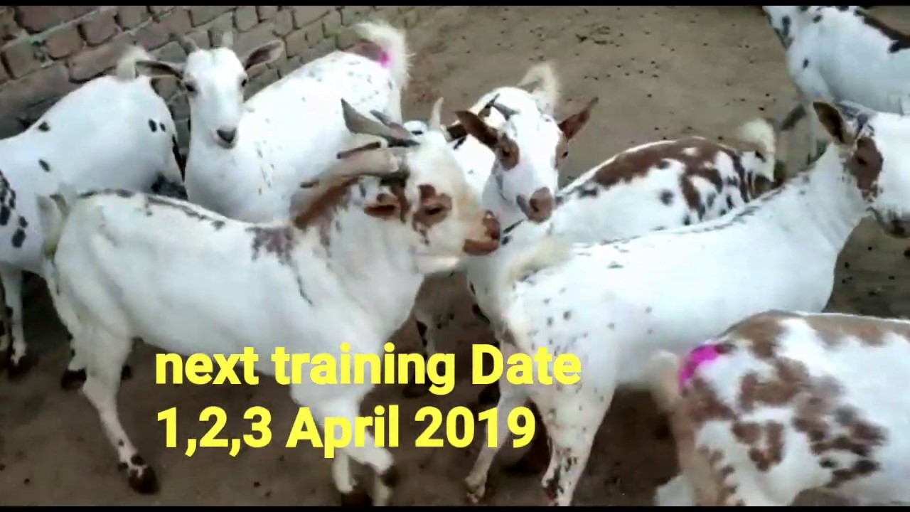 Goat farming training, mathura
