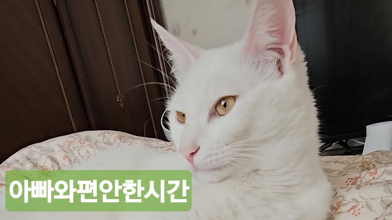 사랑스런  내새꾸들♡♡