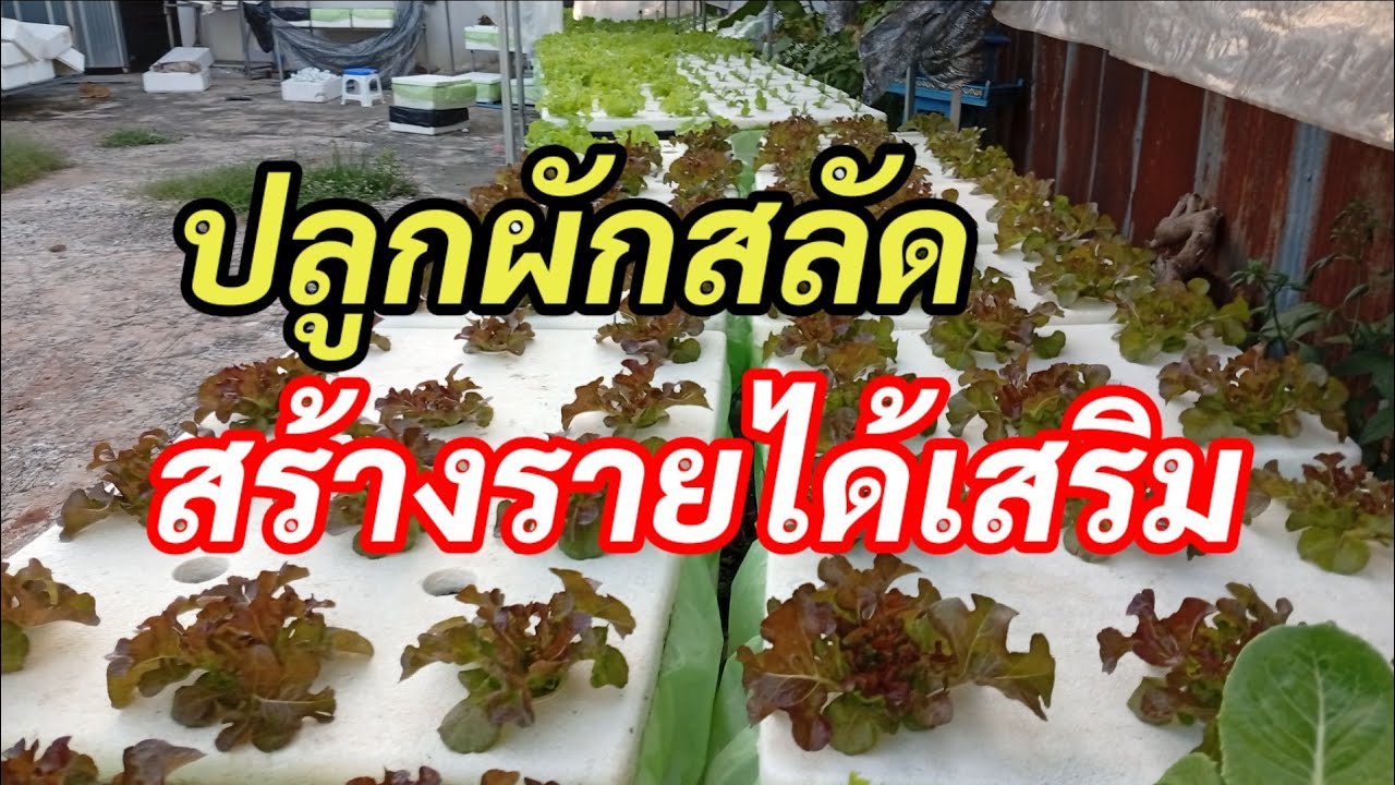 ปลูกผักสลัดเป็นอาชีพสร้างรายได้เสริม |ผักสลัดสูงเนิน