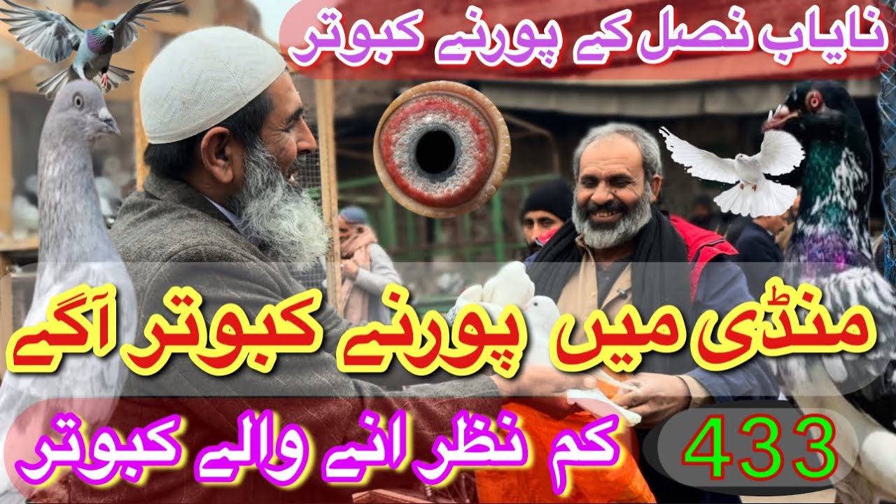 433) Lahore lari ada kabootar mandi || کبوتر منڈی || #amjadaliofficial 