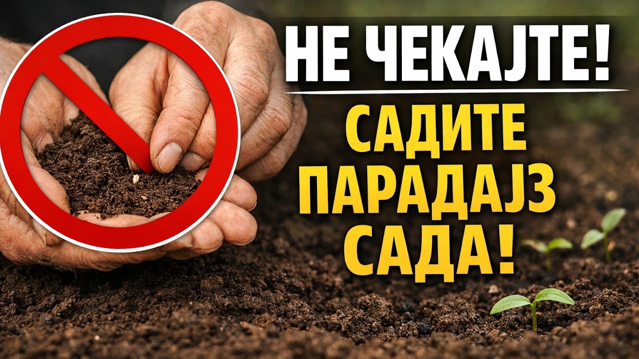 НЕ ЧЕКАЈТЕ ВИШЕ! Посејте парадајз ОВАКО у марту и имаћете БРДО плодова!