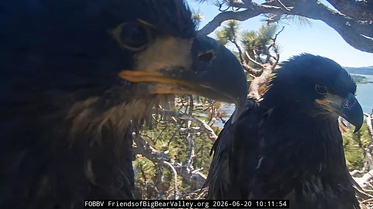 6-20-2026 Out on a Limb