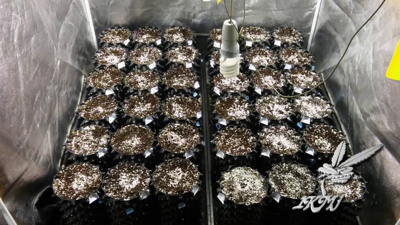 Monster buds grow journal - Week1 720p