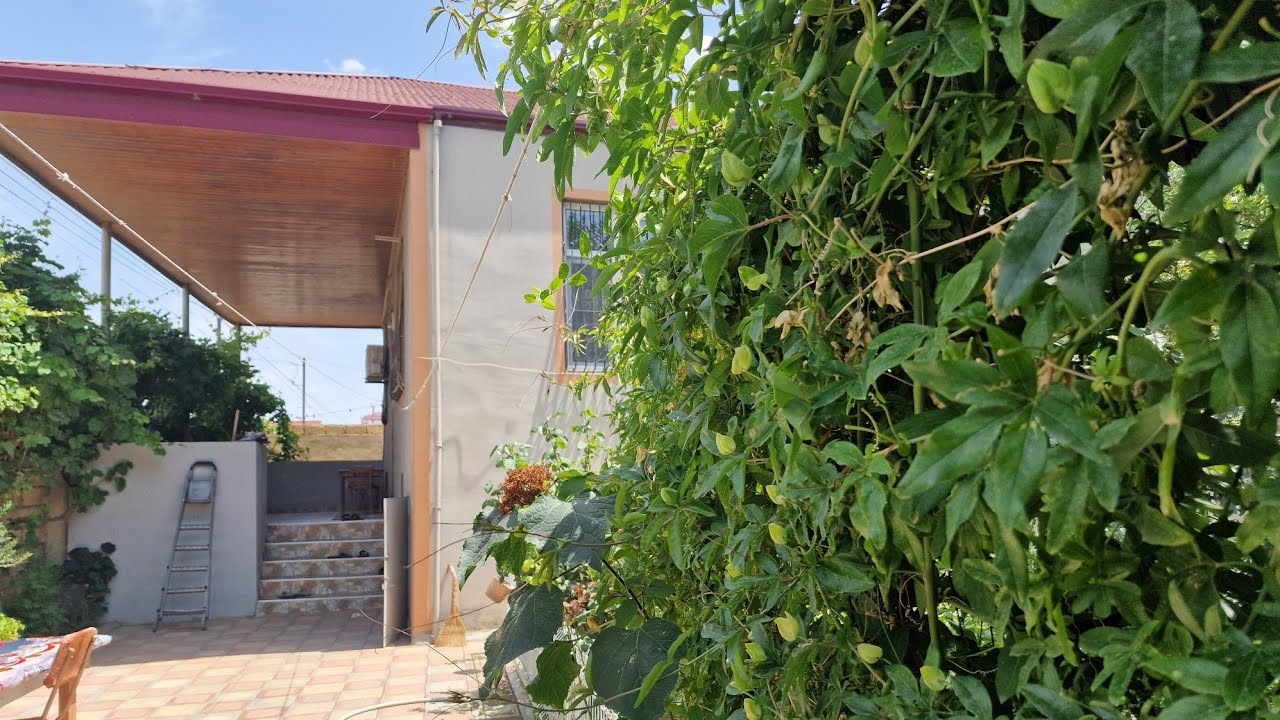 ƏSİL BAĞLI-BAXÇALI HƏYƏT EVİ ! YAŞAYIŞLI 4 SOTDA 4 OTAQ 077313 03 31