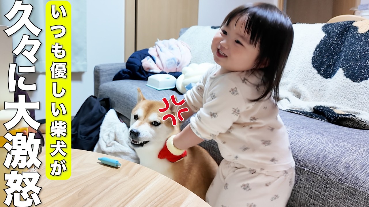 いつも優しい柴犬にキレられて困惑する2歳児が可愛すぎました笑
