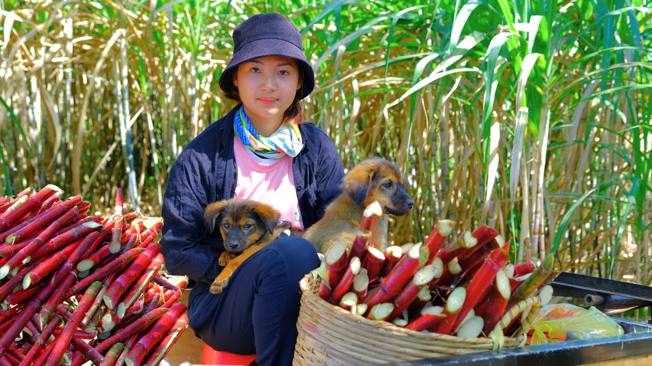 Harvesting Fire Cane Goes To Market Sell - Cut Down Banana Tree To Feed The Chickens & Ducks