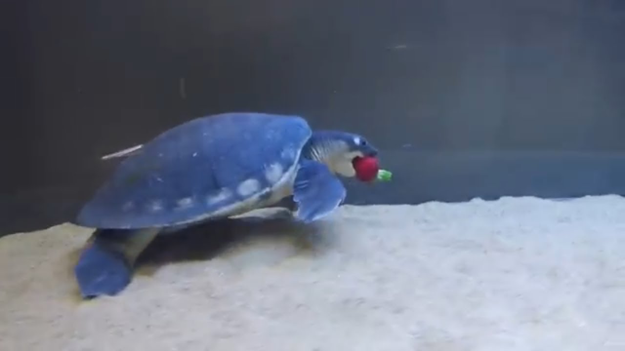 Worlds Greatest Fly River Turtle Setup