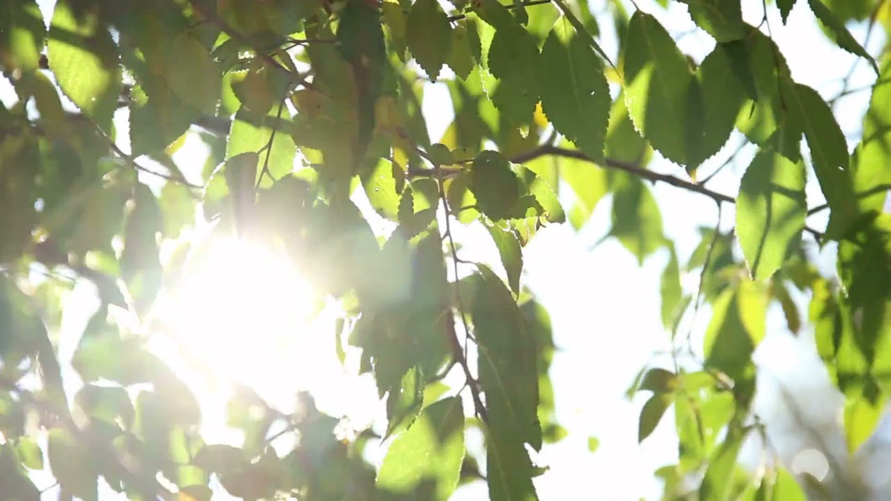 1 Hour of Zen Sunlight Ambient Noise to Relax/Study/Nap/Work Nature Sounds BGM