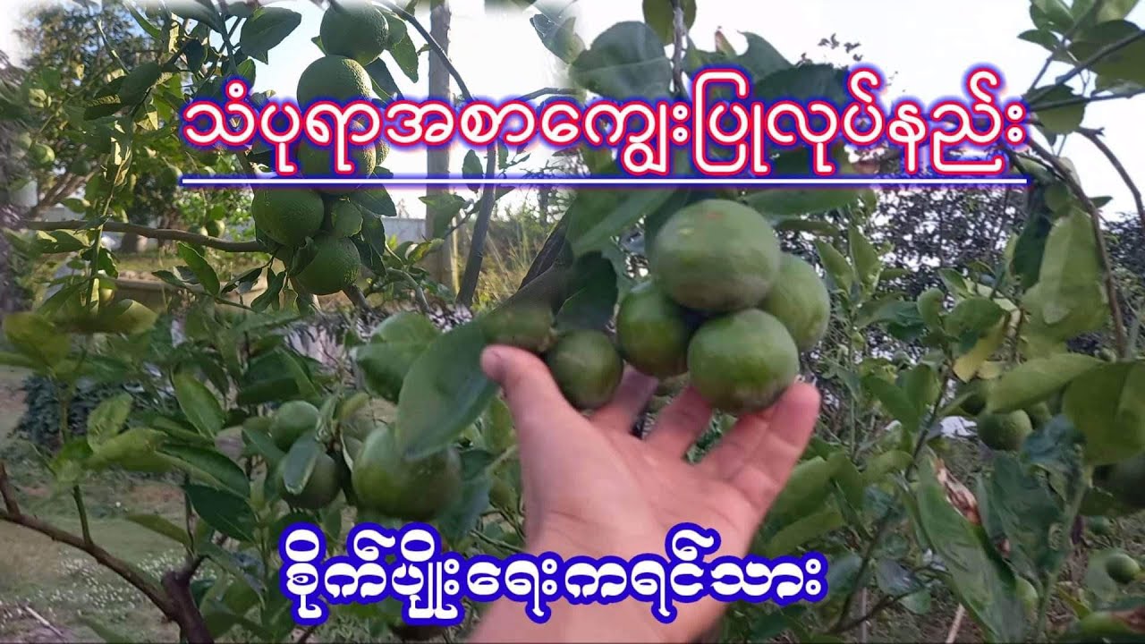 agricultureသံပုရာအစာကျွေးပြုလုပ်နည်း စိတ္ဝင္စားရင္ဝင္ၾကည့္လိုက္ပါစိုက္ပ်ိဳးေရးကရင္သား