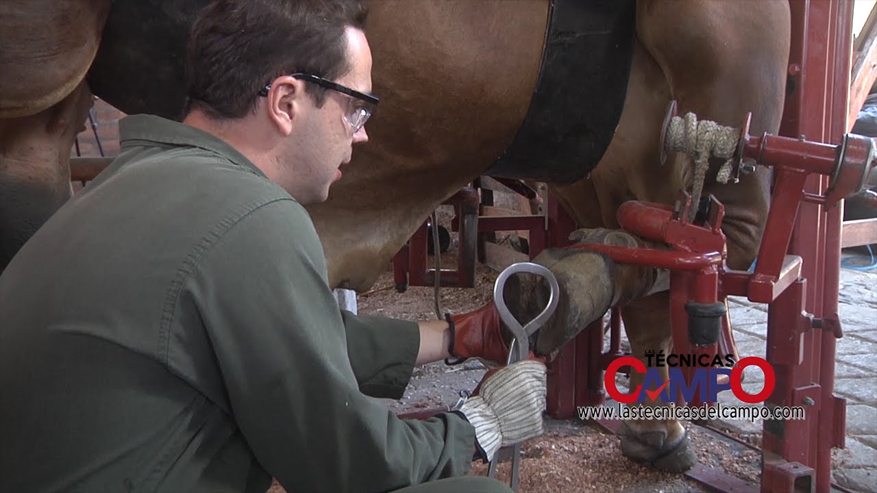 Cómo tratar lesiones en los cascos de las vacas (Podología bovina) - TvAgro por Juan Gonzalo Angel