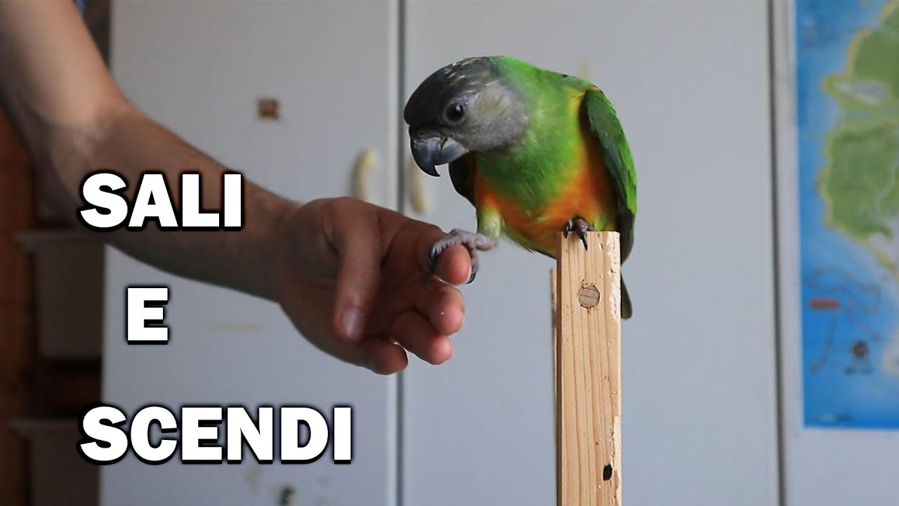 Come INIZIARE l' ADDESTRAMENTO di un PAPPAGALLO// Parliamo di Pappagalli