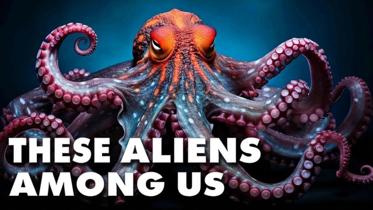 Octopus Superpowers: Earth's Most Alien Creatures
