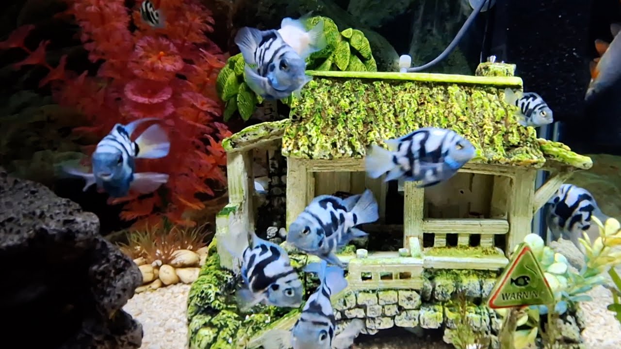 Aquarium Community tank, Relaxing, Stress relief Music 4Hrs.