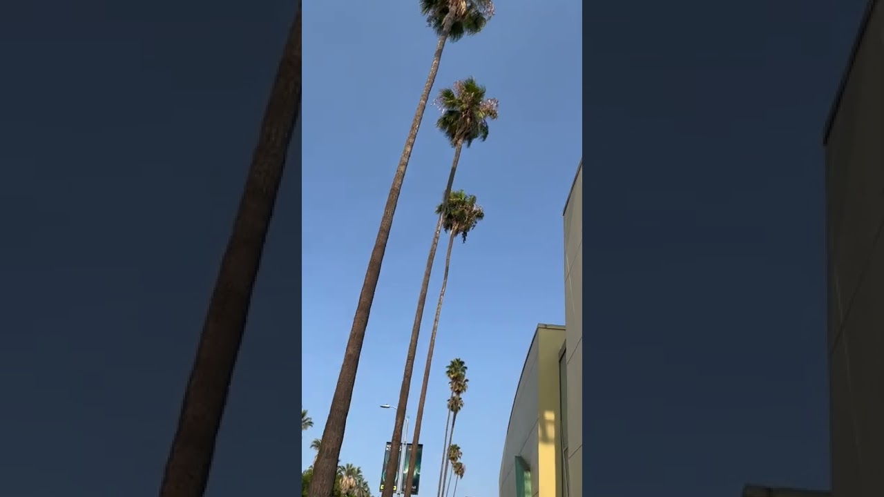 Sunset Blvd. Palm Trees 🌴