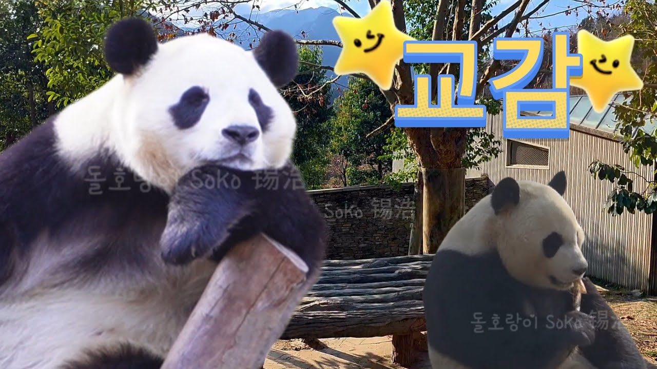 나무위에서 옆집에 새로온 수양과 교감 하는 푸야...?! | 2월 22일 오전 제2편(푸바오 실시간) Panda Fubao