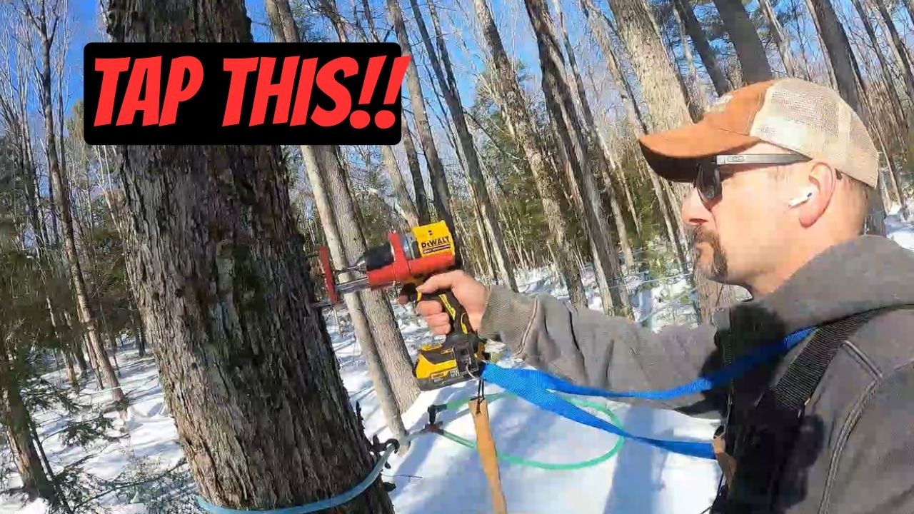 Так много кленовых деревьев, с которых можно собирать кленовый сок.