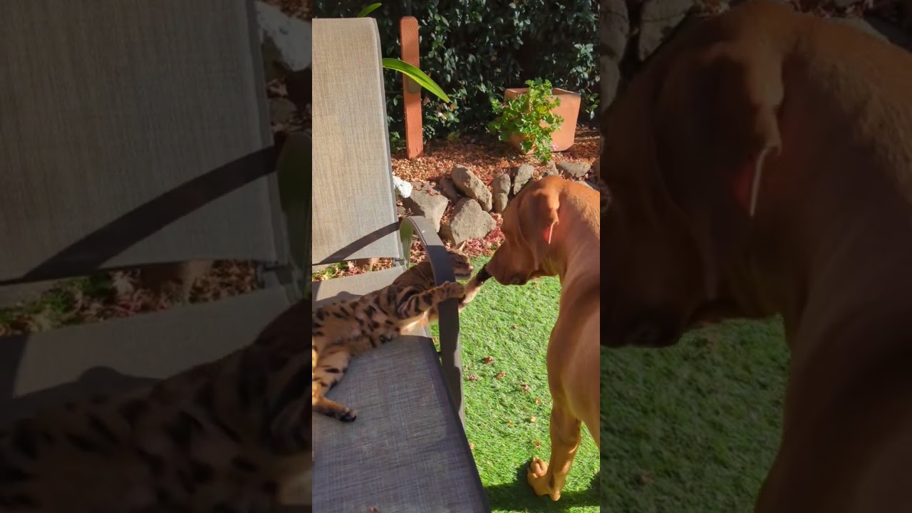 Soft content: #Yoda the Bengal and #Mars the Ridgeback