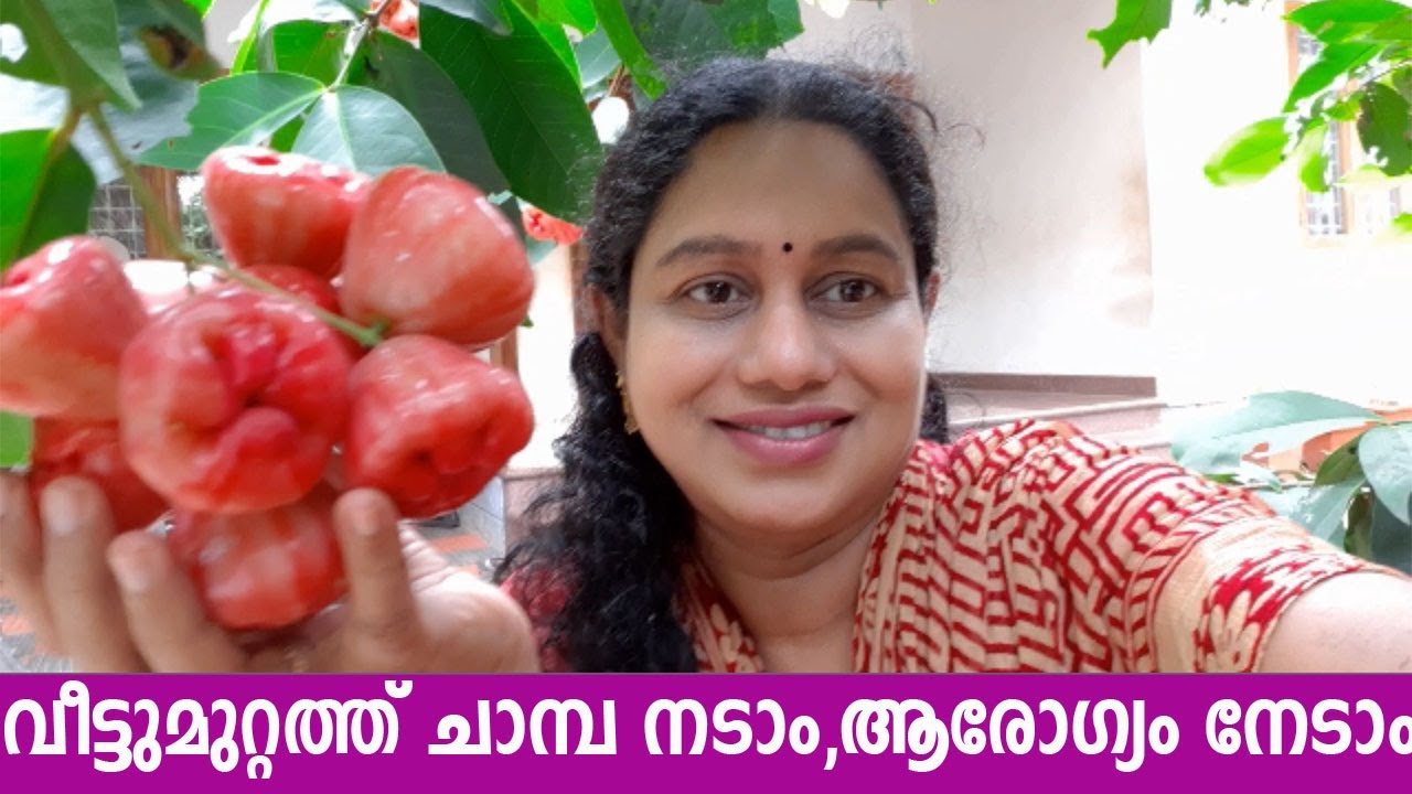 ചാമ്പ നിറയെ കായ്ക്കാൻ ചെയ്യേണ്ട കാര്യങ്ങൾ Chambakka Krishi Rose Apple Farming
