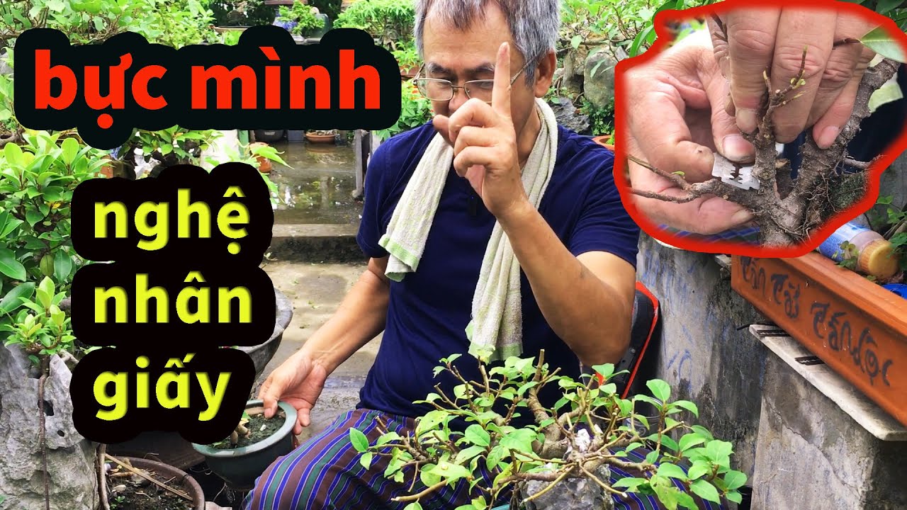 Bác Thắng Nói Thẳng Mặt Các Nghệ Nhân Giấy Khi Cắt Tỉa Si Bám Đá, Sanh Bám Đá , Cây Hoa Giấy bonsai