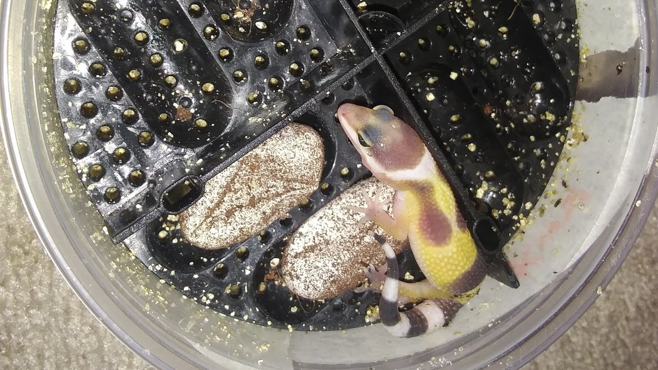 Even more leopard gecko hatchlings
