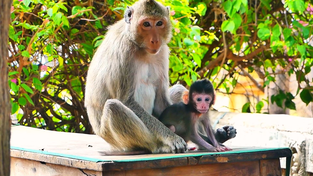 The beautiful bond between mother and baby monkey