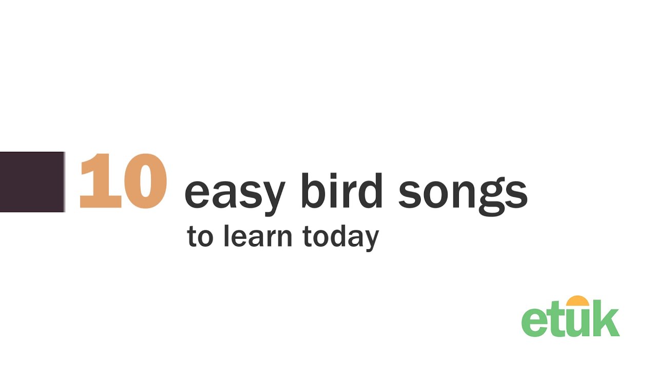 10 простых песенок про птиц, которые можно выучить.